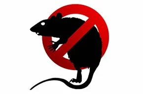 Как бороться с крысами и мышами?
