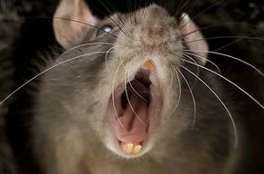 Чем опасны крысы и мыши?