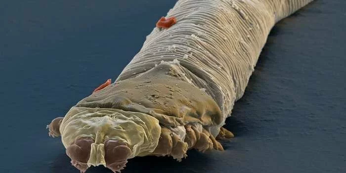 фото микроскопических паразитов